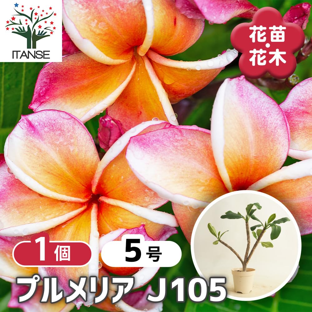 Amazon.co.jp: ITANSE プルメリア J105 5号 1個売り ジェイ105
